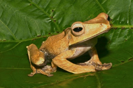 File-eared Frog Polypedates otilophus Danum Valley, Sabah